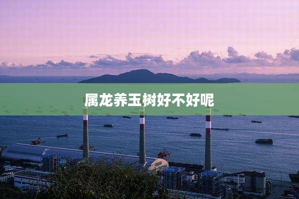 属龙养玉树好不好呢