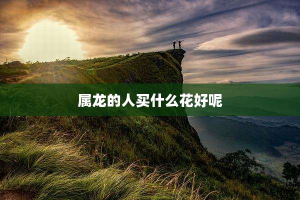 属龙的人买什么花好呢