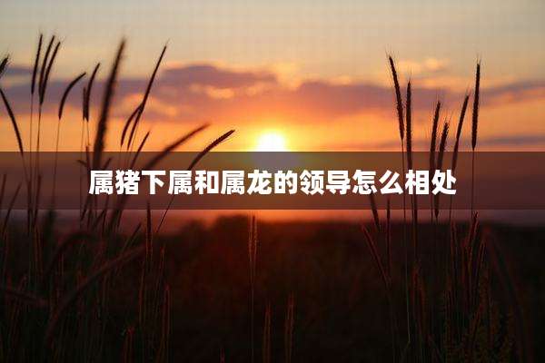属猪下属和属龙的领导怎么相处