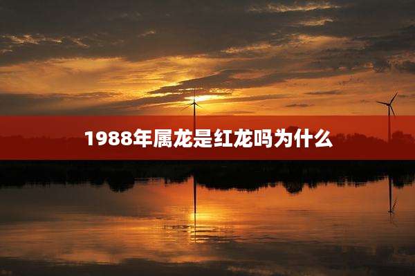 1988年属龙是红龙吗为什么