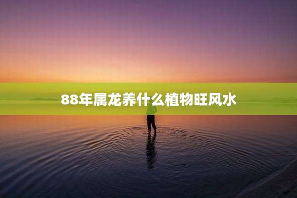 88年属龙养什么植物旺风水