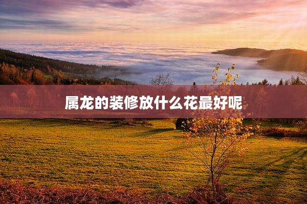 属龙的装修放什么花最好呢