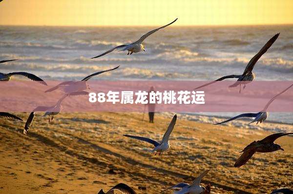 88年属龙的桃花运