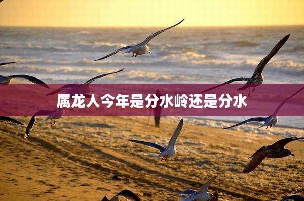属龙人今年是分水岭还是分水