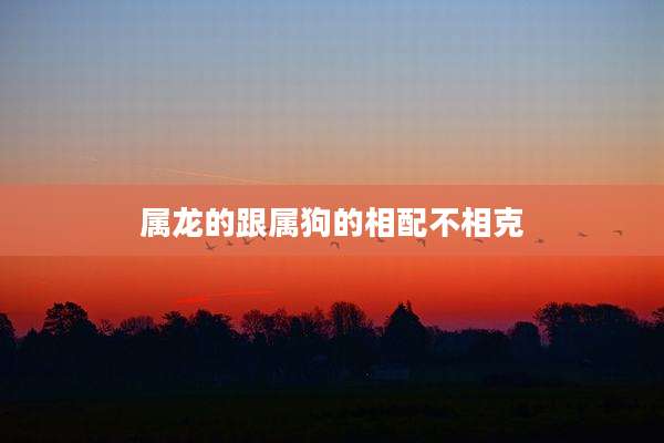 属龙的跟属狗的相配不相克