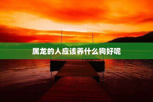 属龙的人应该养什么狗好呢