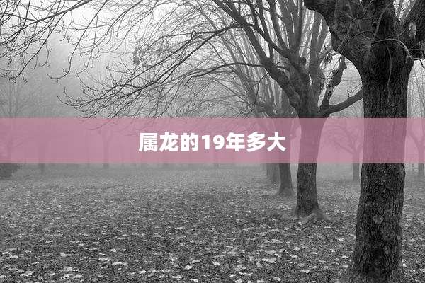 属龙的19年多大