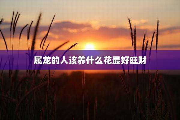 属龙的人该养什么花最好旺财