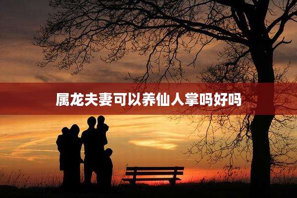 属龙夫妻可以养仙人掌吗好吗