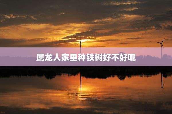属龙人家里种铁树好不好呢