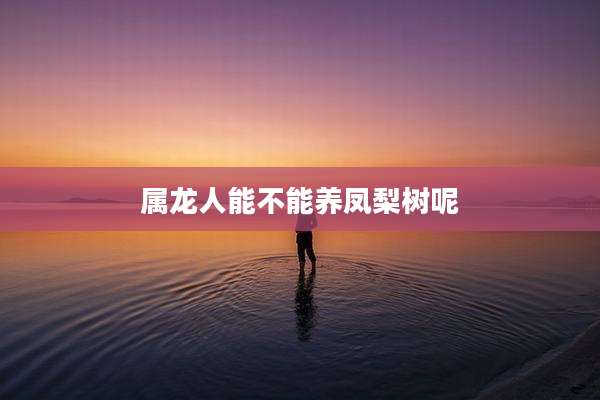 属龙人能不能养凤梨树呢