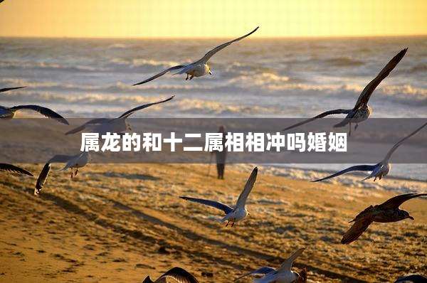 属龙的和十二属相相冲吗婚姻