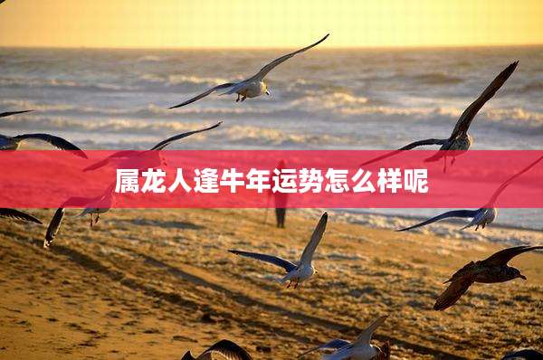 属龙人逢牛年运势怎么样呢