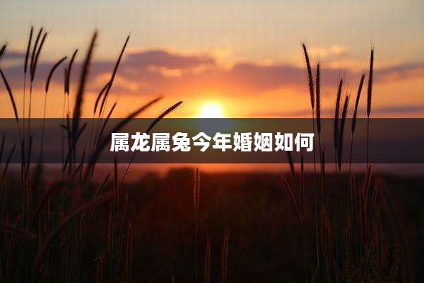 属龙属兔今年婚姻如何