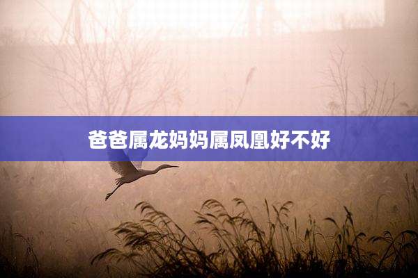 爸爸属龙妈妈属凤凰好不好