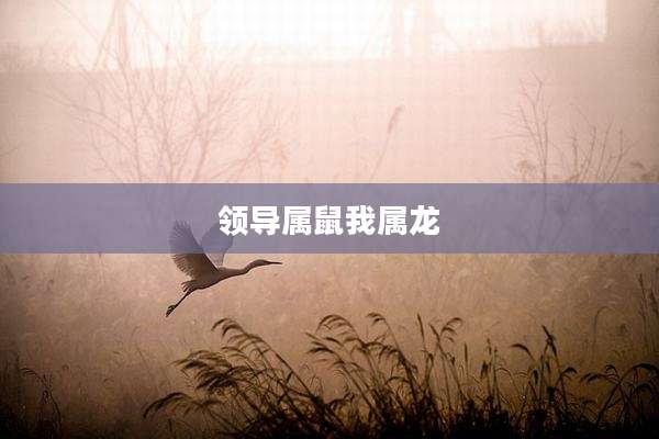 领导属鼠我属龙