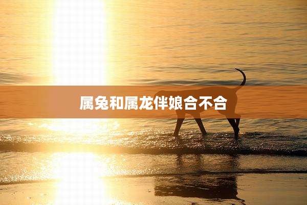 属兔和属龙伴娘合不合