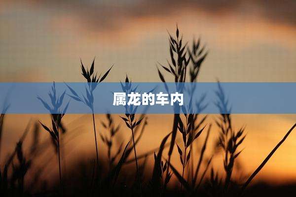 属龙的车内
