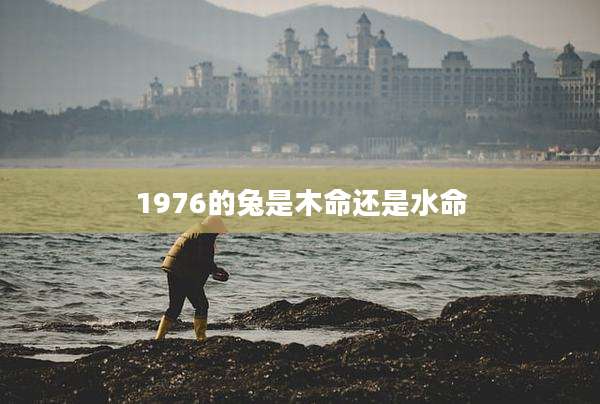 1976的兔是木命还是水命