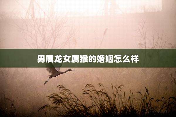 男属龙女属猴的婚姻怎么样