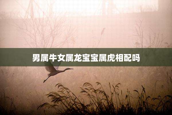 男属牛女属龙宝宝属虎相配吗