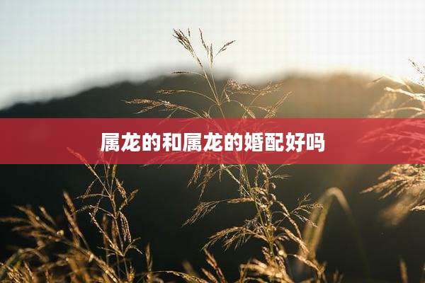属龙的和属龙的婚配好吗
