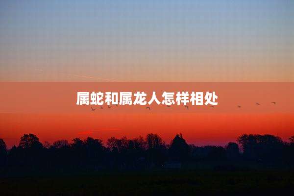 属蛇和属龙人怎样相处