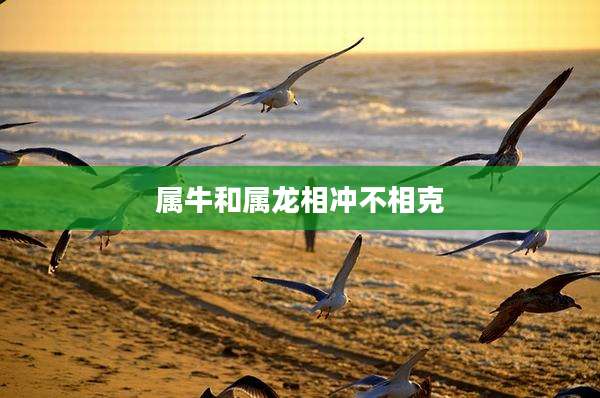 属牛和属龙相冲不相克
