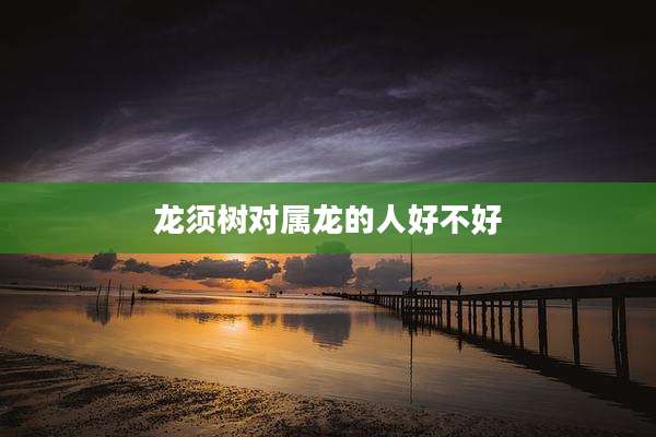 龙须树对属龙的人好不好