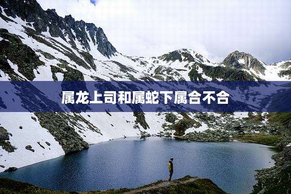 属龙上司和属蛇下属合不合