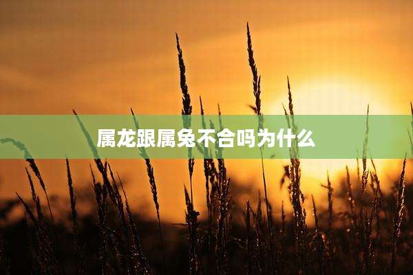 属龙跟属兔不合吗为什么