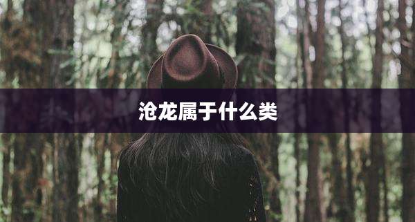 沧龙属于什么类