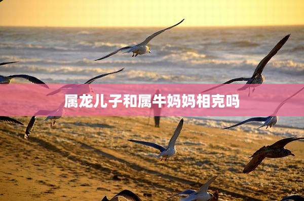 属龙儿子和属牛妈妈相克吗