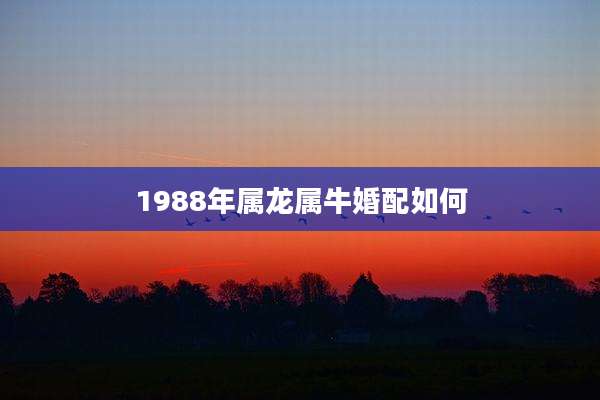 1988年属龙属牛婚配如何