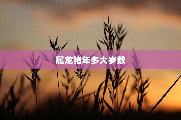 属龙猪年多大岁数
