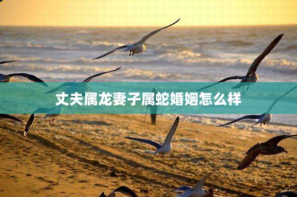 丈夫属龙妻子属蛇婚姻怎么样