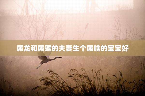 属龙和属猴的夫妻生个属啥的宝宝好