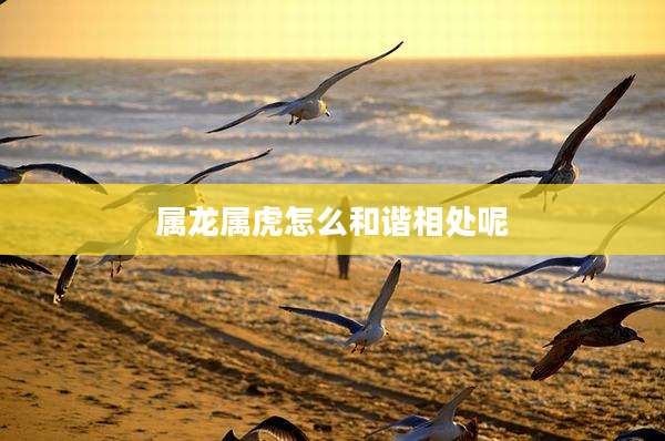 属龙属虎怎么和谐相处呢