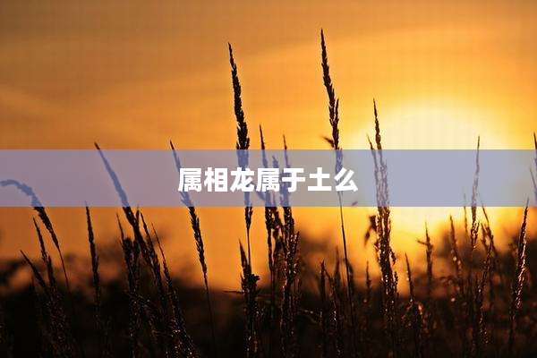 属相龙属于土么