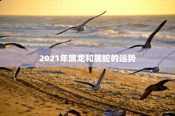 2021年属龙和属蛇的运势