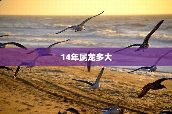 14年属龙多大