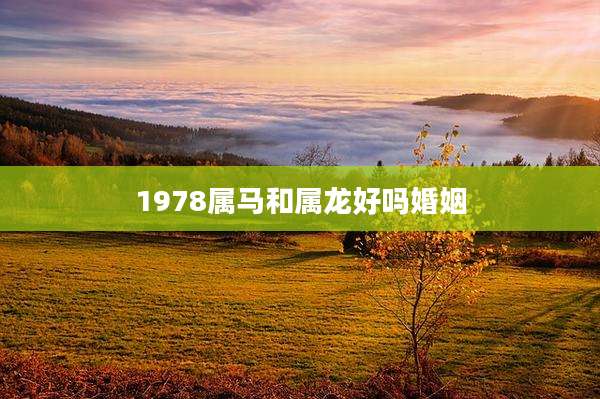 1978属马和属龙好吗婚姻