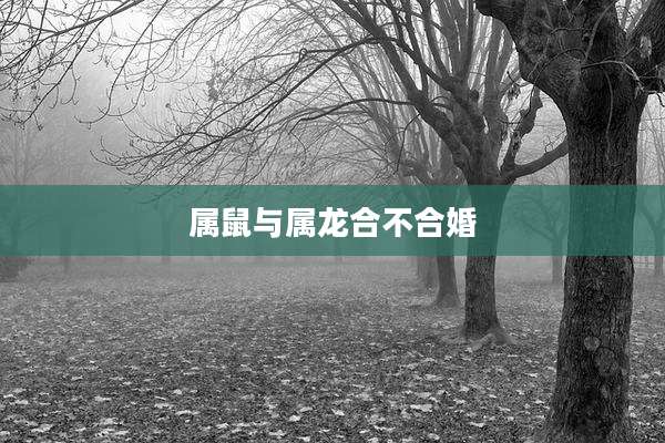 属鼠与属龙合不合婚