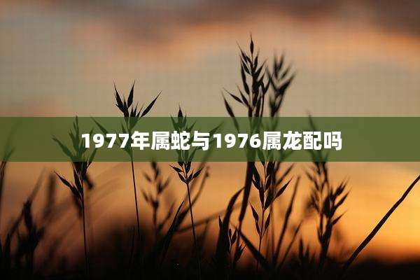 1977年属蛇与1976属龙配吗