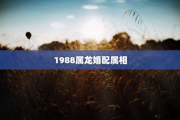 1988属龙婚配属相
