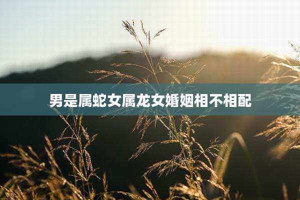 男是属蛇女属龙女婚姻相不相配