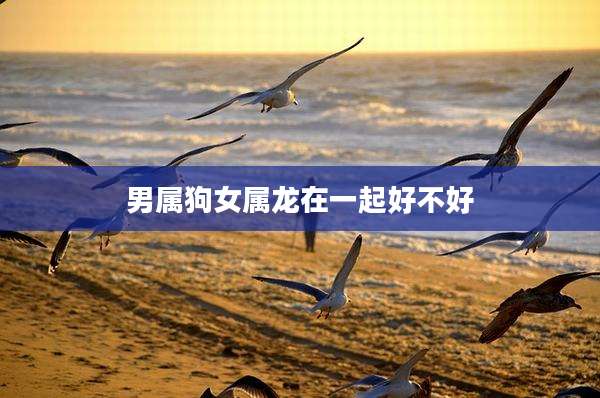 男属狗女属龙在一起好不好