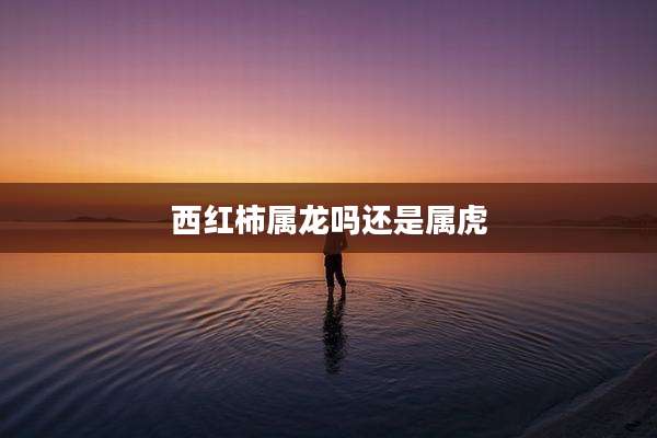 西红柿属龙吗还是属虎