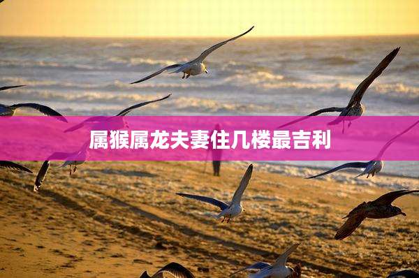 属猴属龙夫妻住几楼最吉利