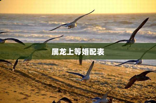 属龙上等婚配表